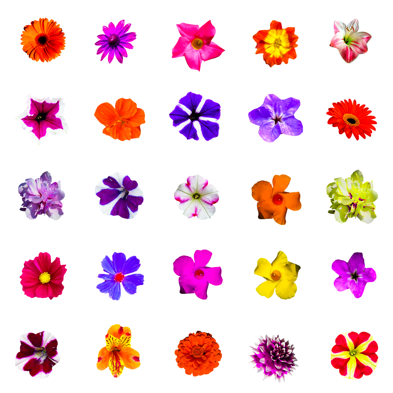 Image - nature flowers isolated colorful