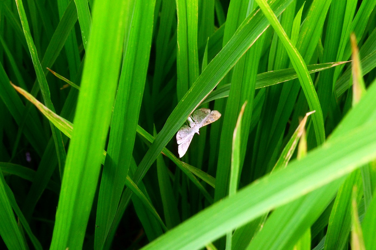 Image - agriculture pest insect bug rice