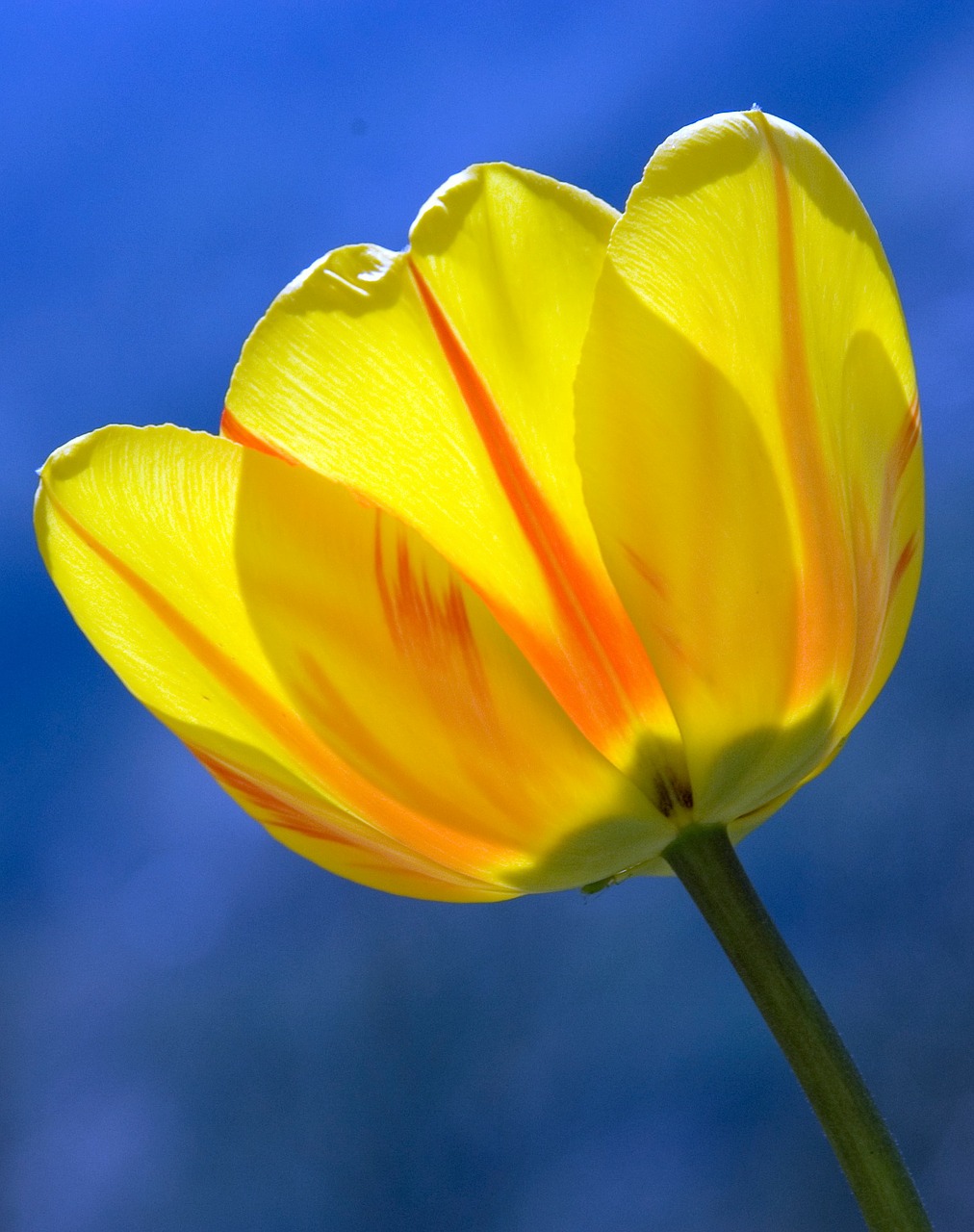 Image - tulip yellow spring flowers