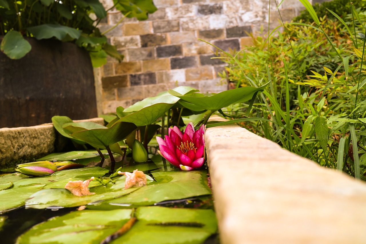 Image - water lilies the ancient town