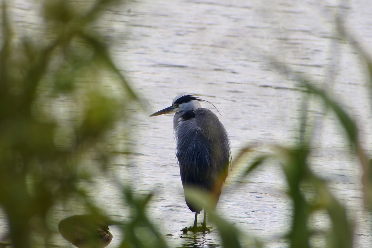 Image - animal river waterside grass