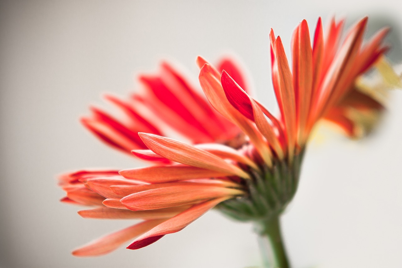 Image - flowers zinnia nature summer