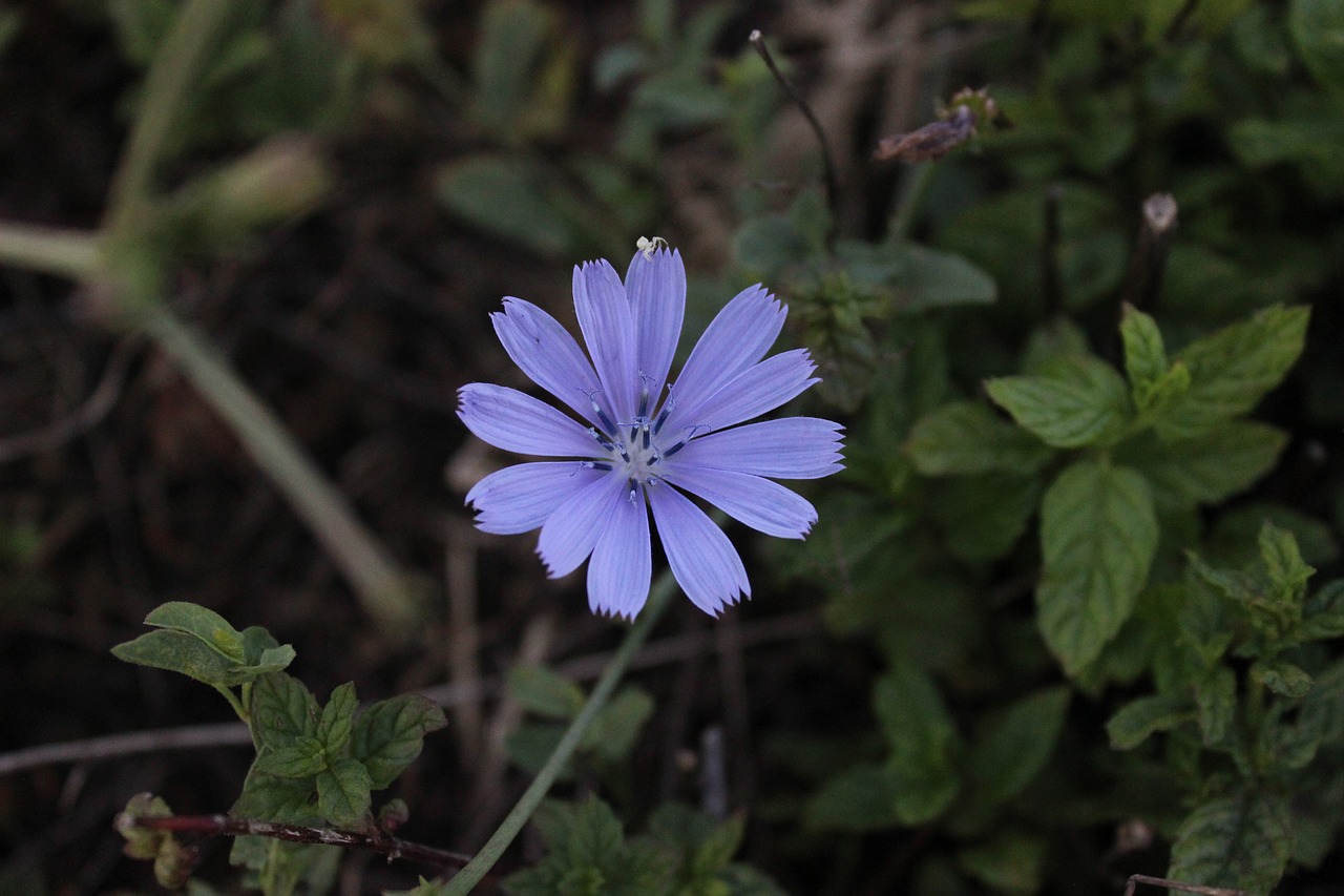 Image - purple flower kocaeli turkey