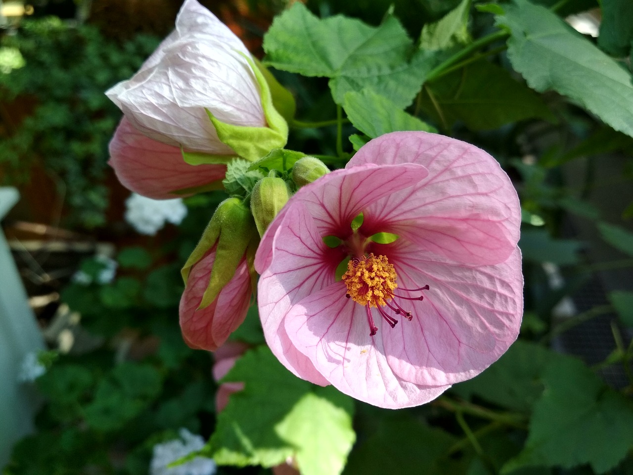 Image - abutilon flower bud plant