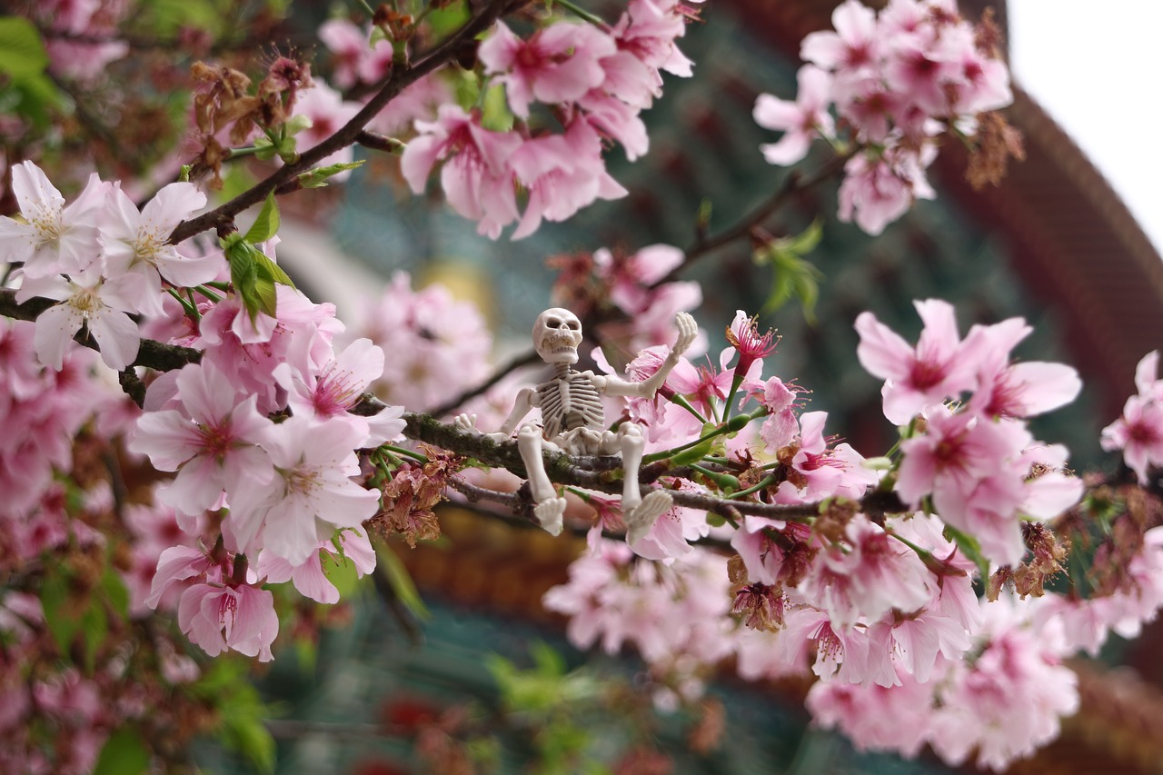 Image - cherry blossoms tianyuan palace