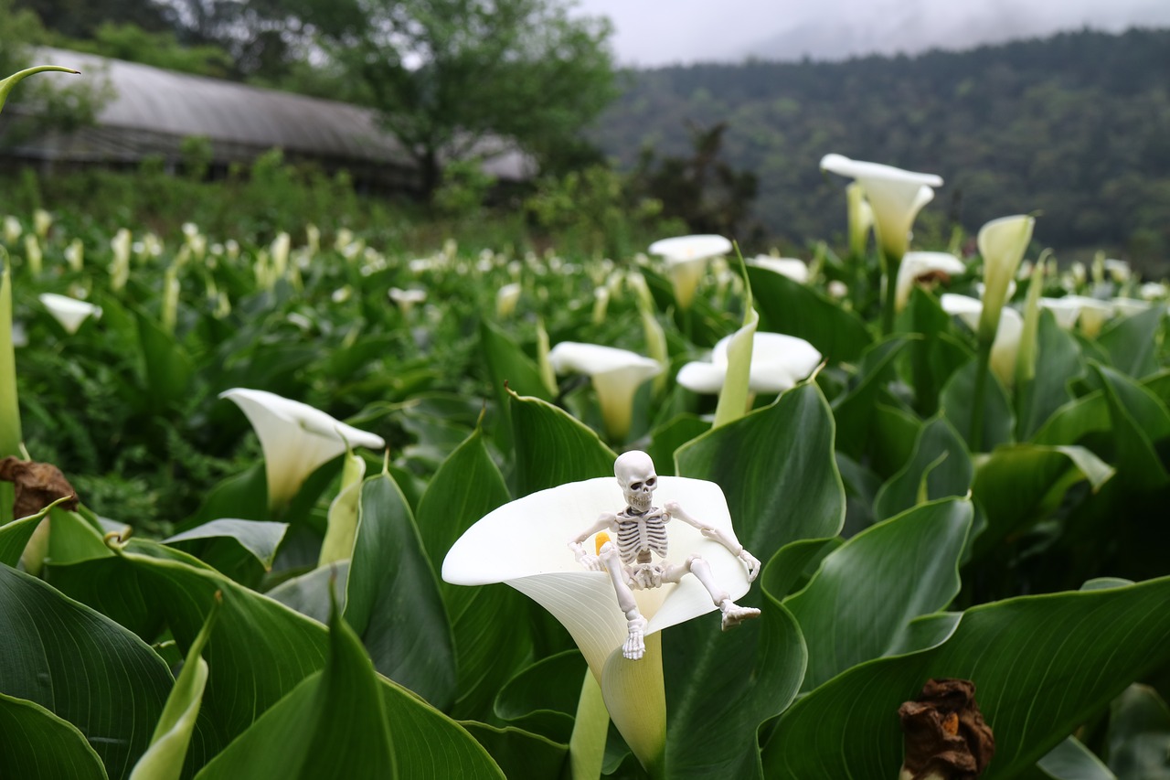 Image - calla skulls sun ming shan