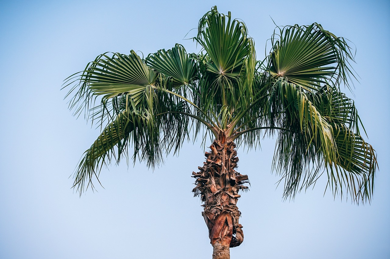 Image - africa agriculture background beach