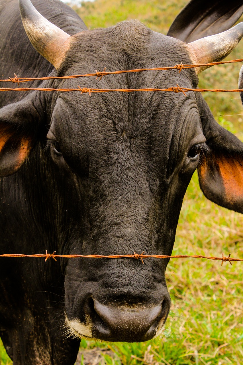 Image - cattle boi rural farm field veal