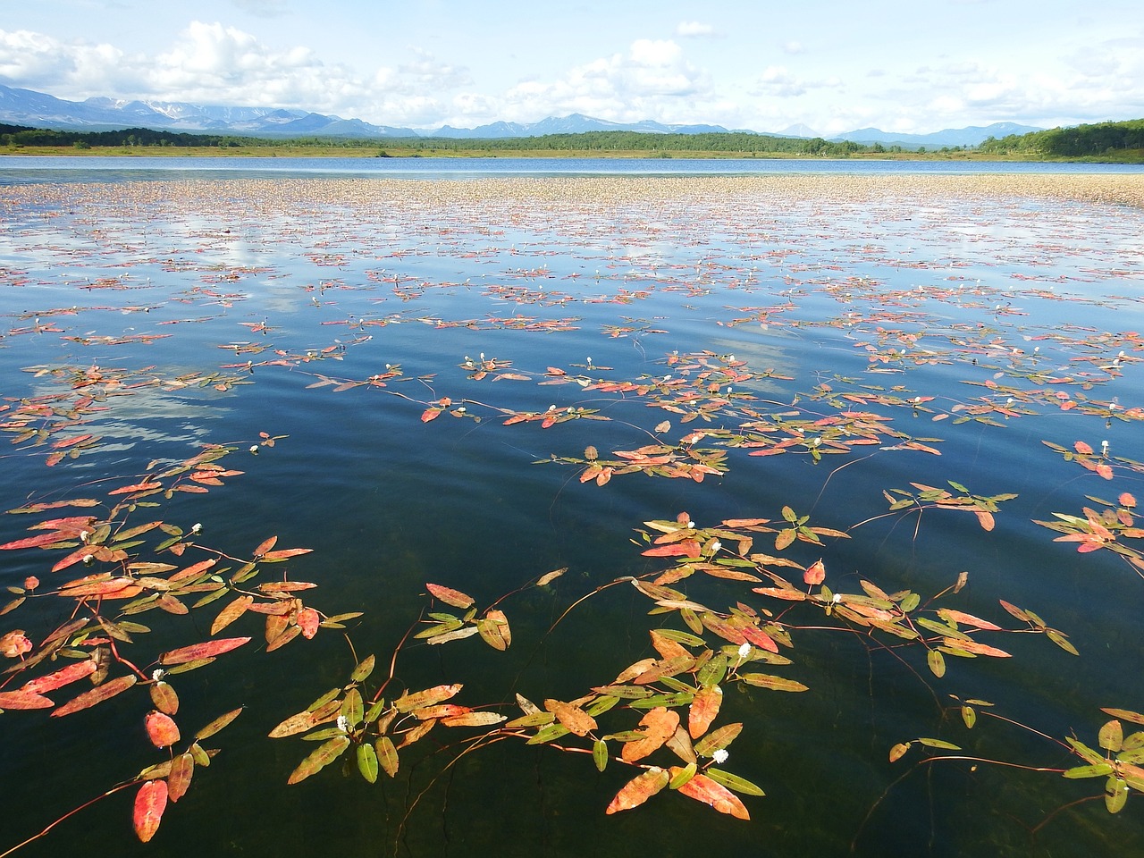 Image - lake autumn weed bloom sky clouds