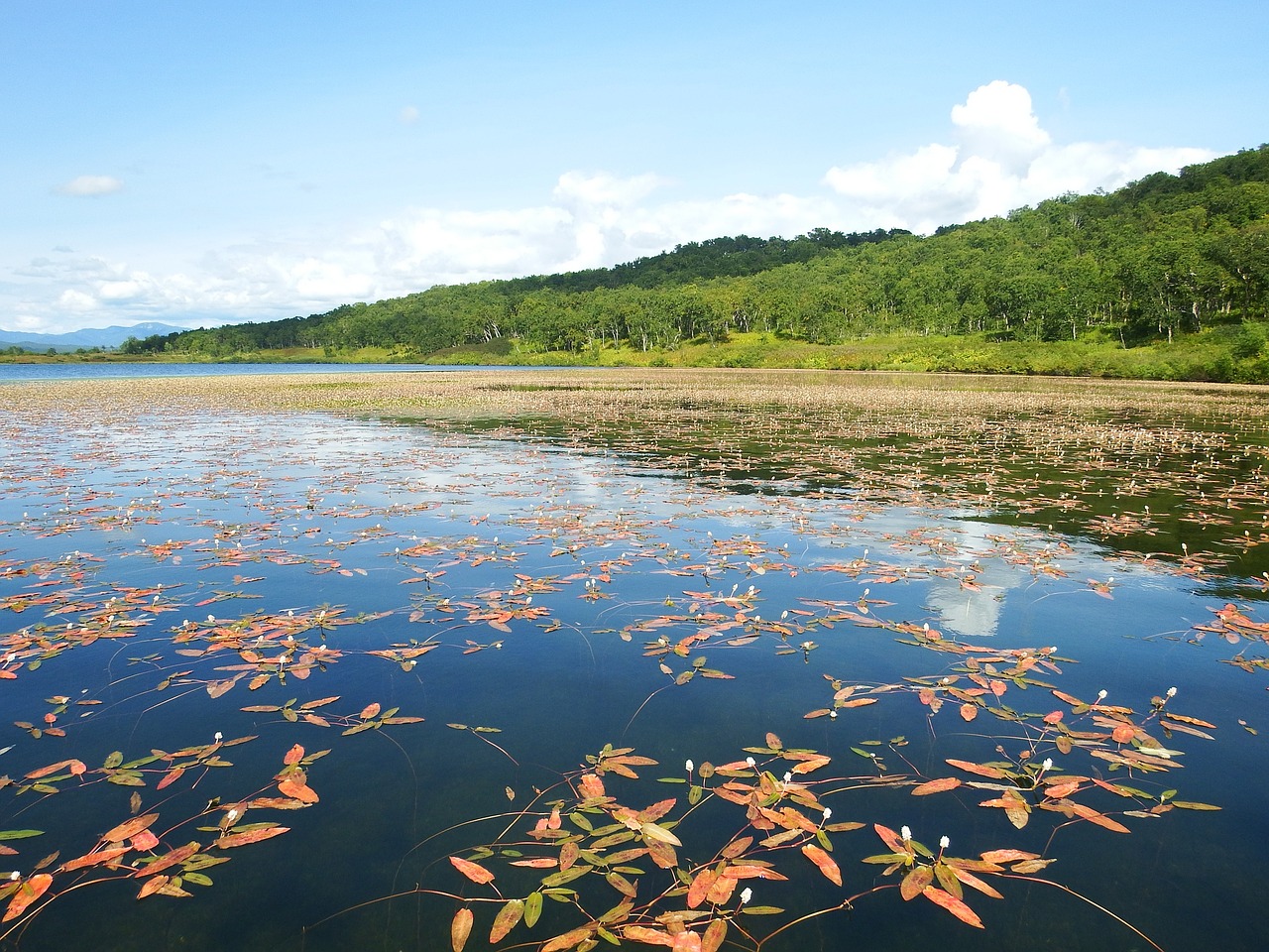 Image - lake autumn weed bloom sky clouds