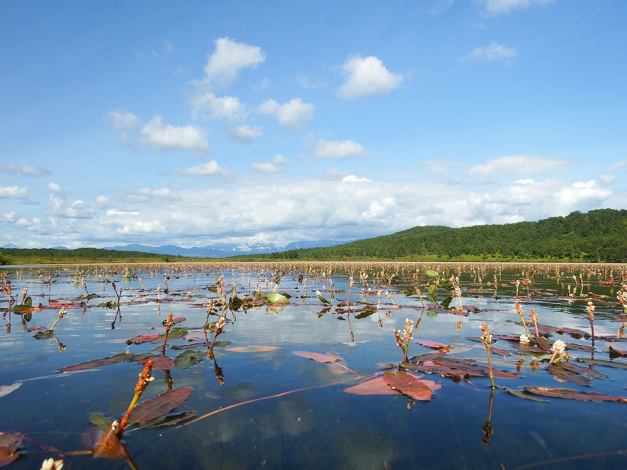 Image - lake autumn weed bloom sky clouds