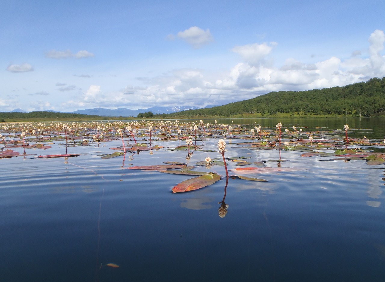 Image - lake autumn weed bloom sky clouds