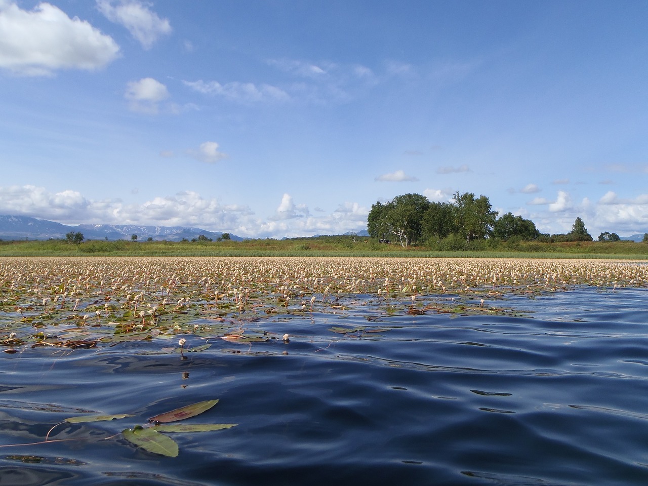 Image - lake autumn weed bloom sky clouds