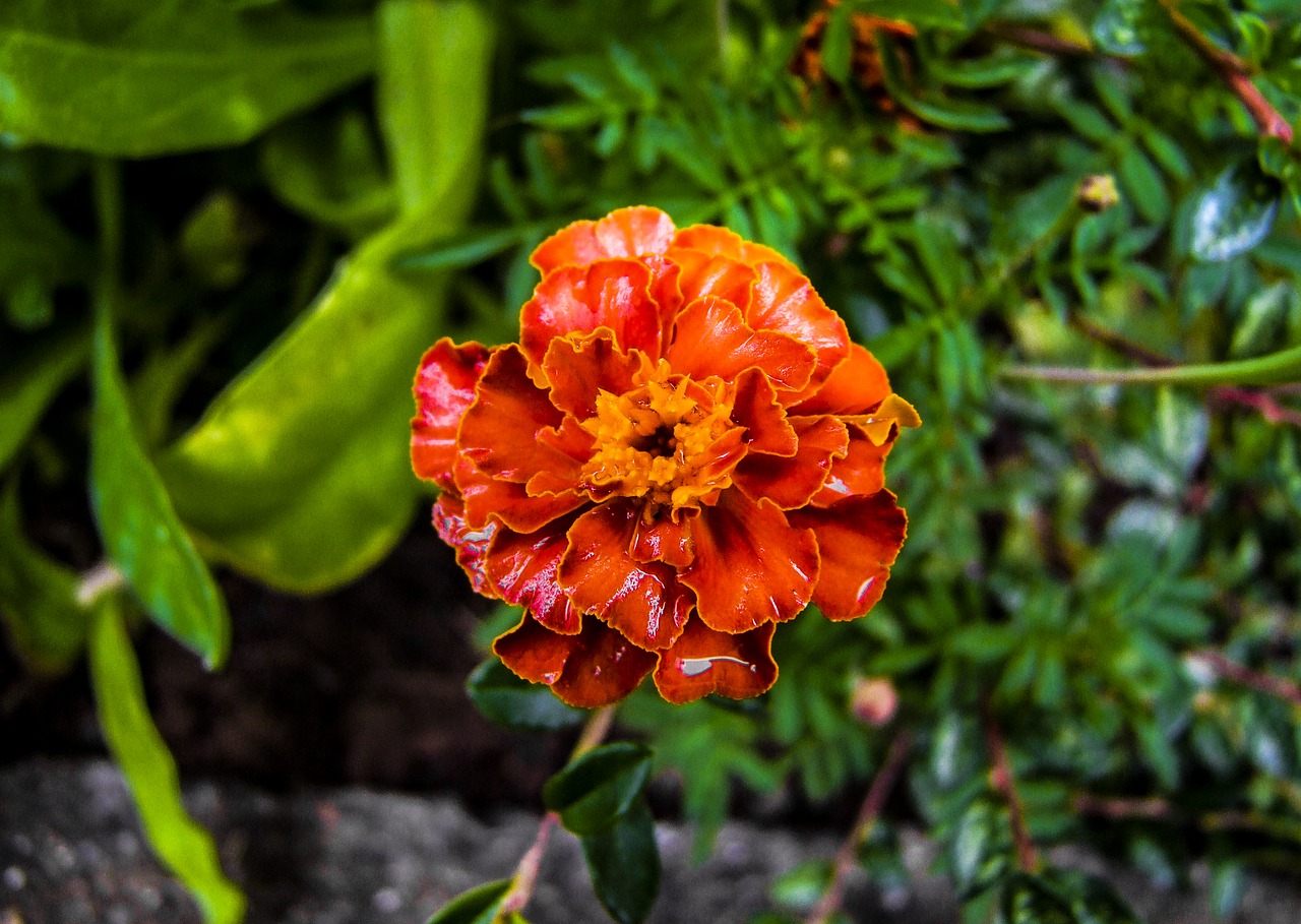 Image - flower tagetes summer mood nature