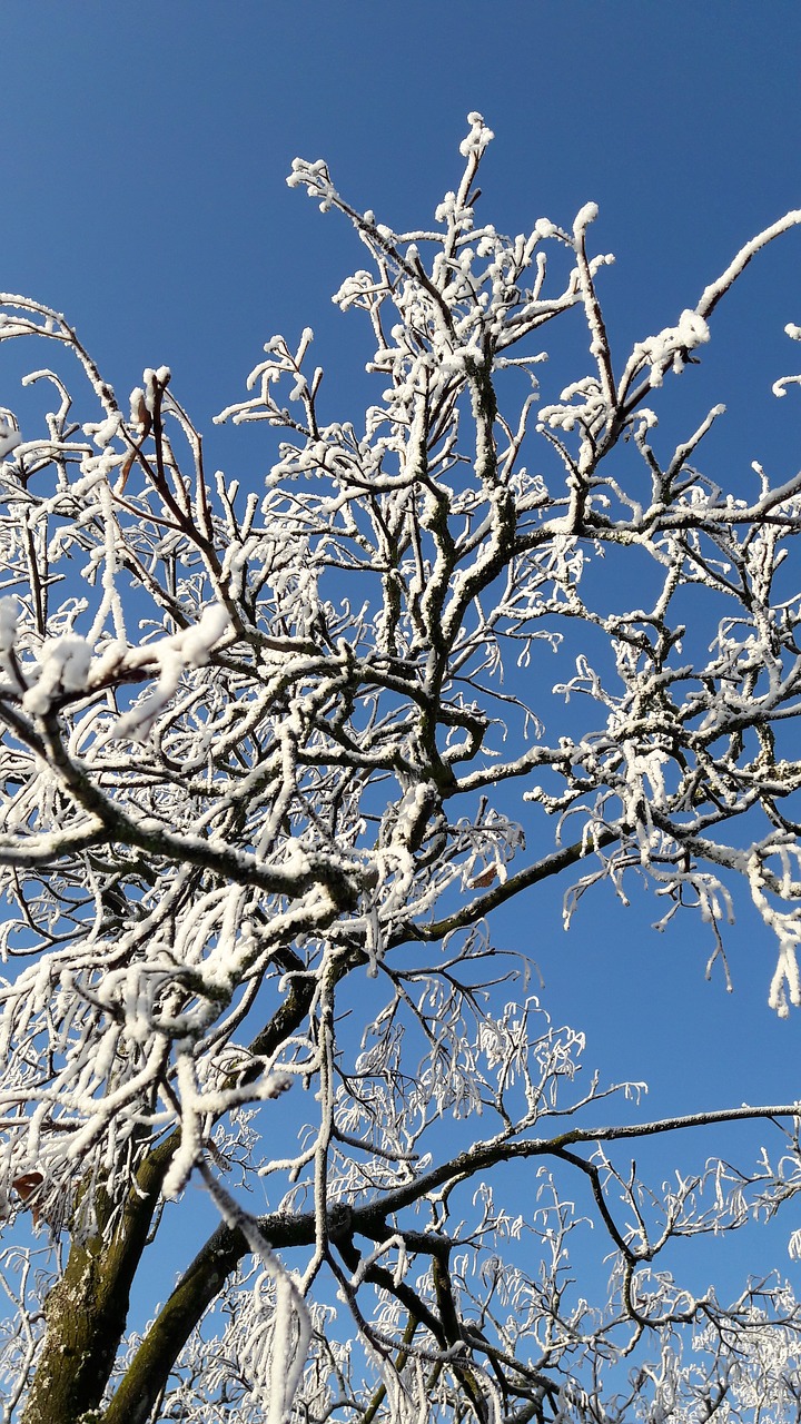 Image - dew frost tree