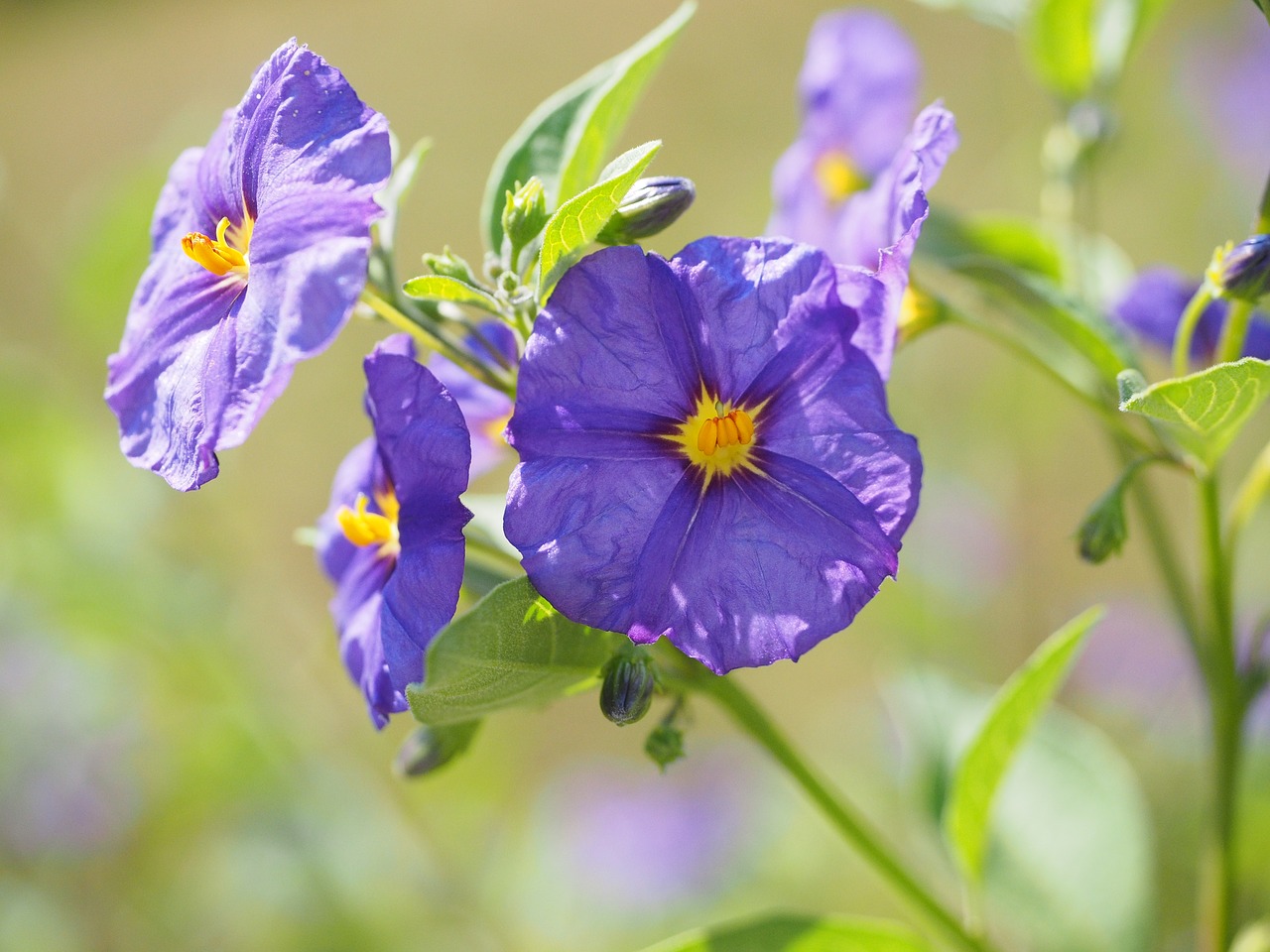 Image - blossom bloom violet bush purple