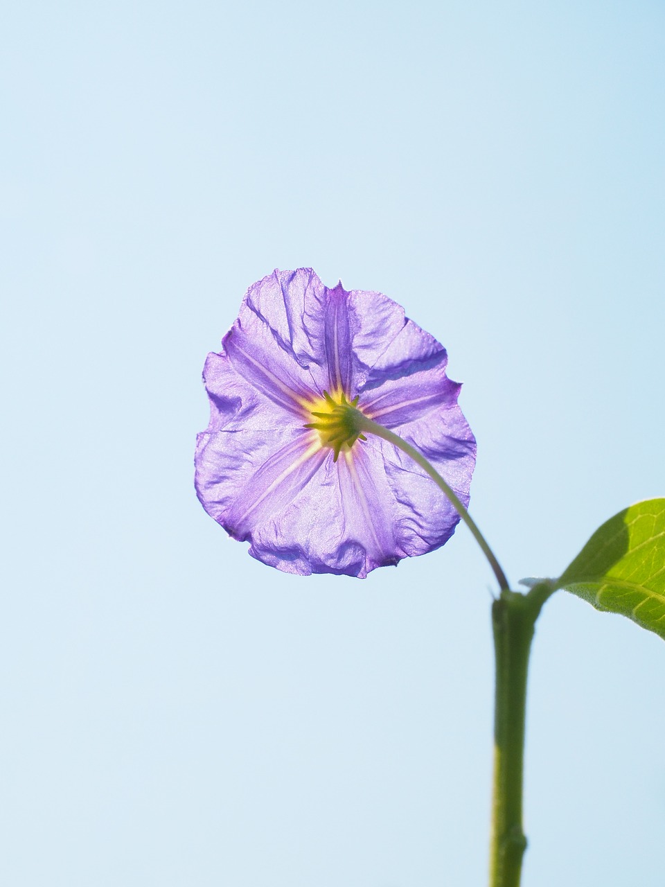 Image - blossom bloom violet bush purple