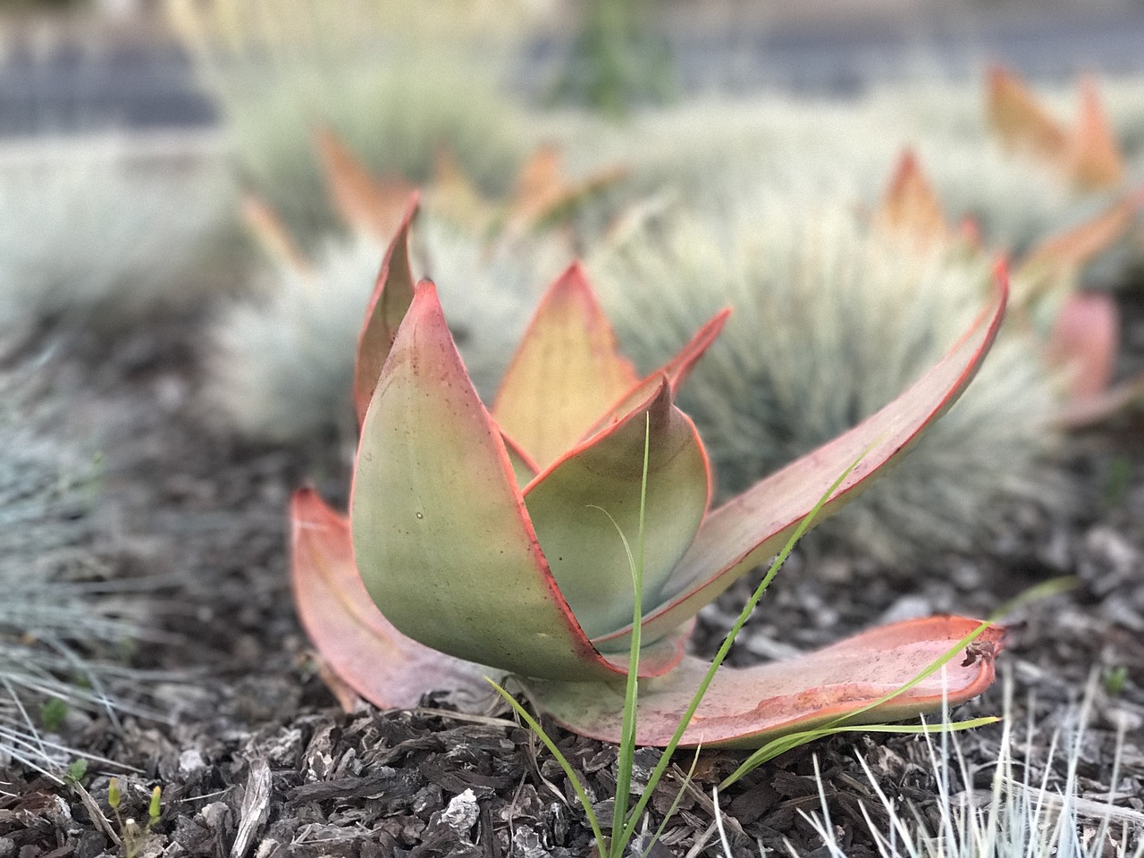 Image - succulent sedum catus