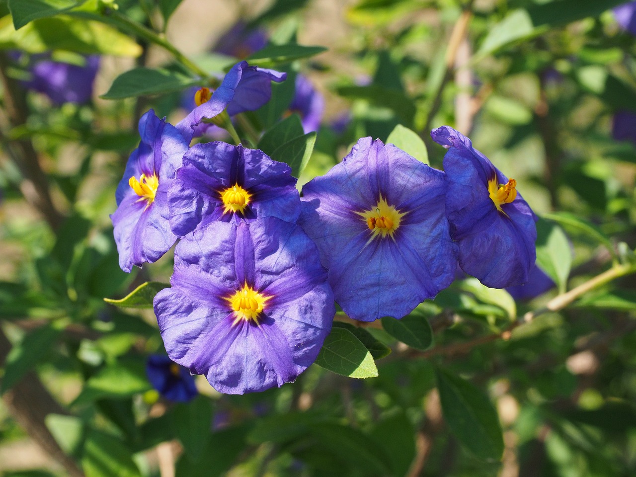 Image - flowers violet bush purple