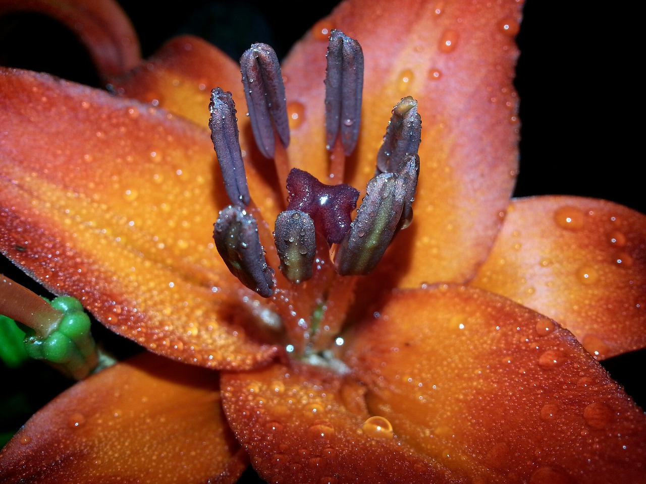 Image - lily orange night shot