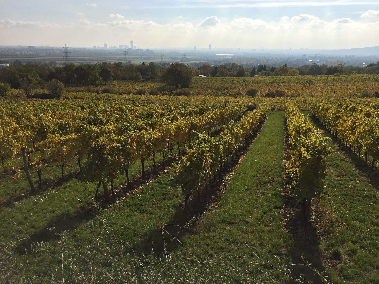 Image - vineyard horizon clouds skyline