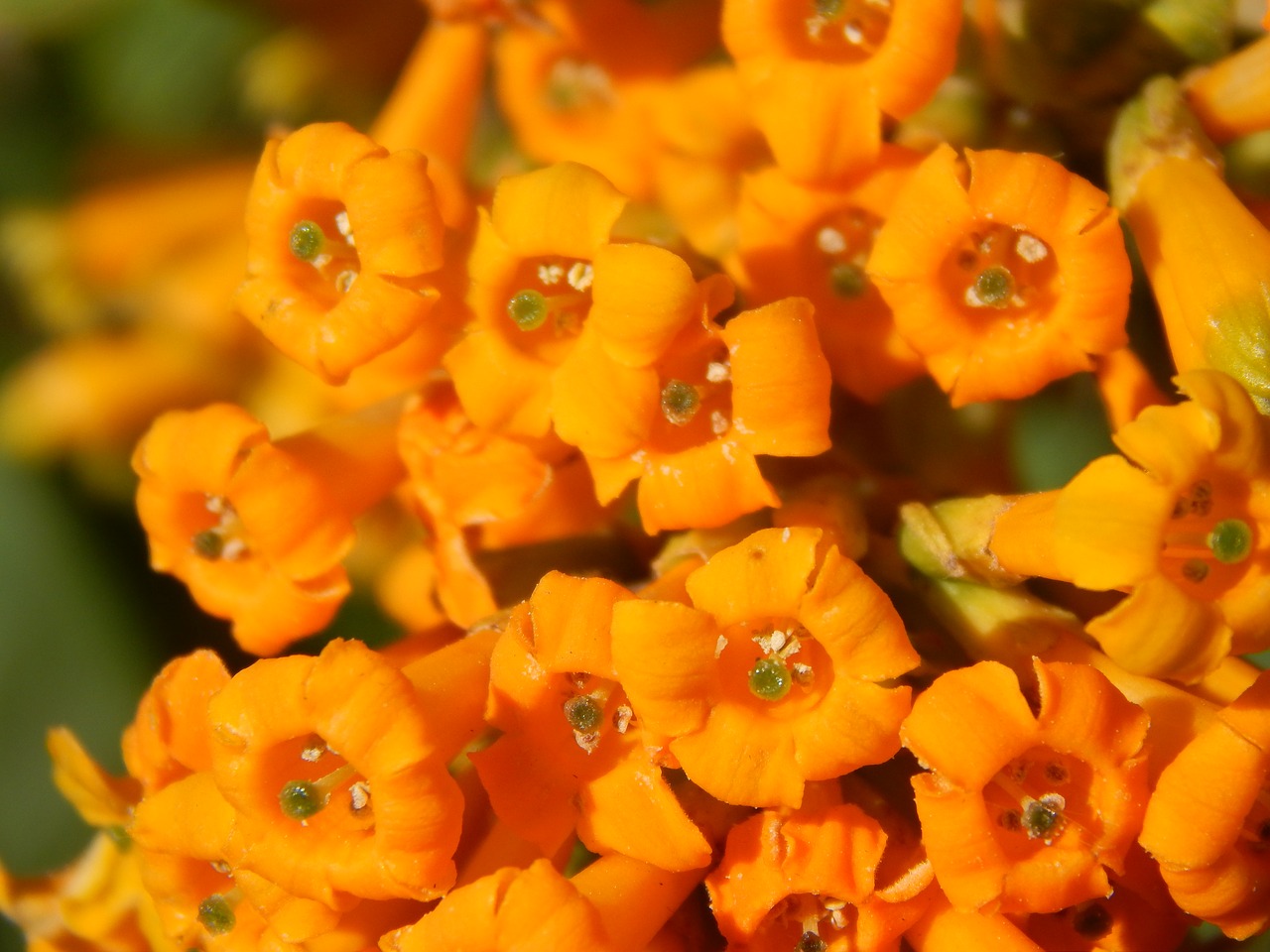 Image - solanaceae flowers wild oranges