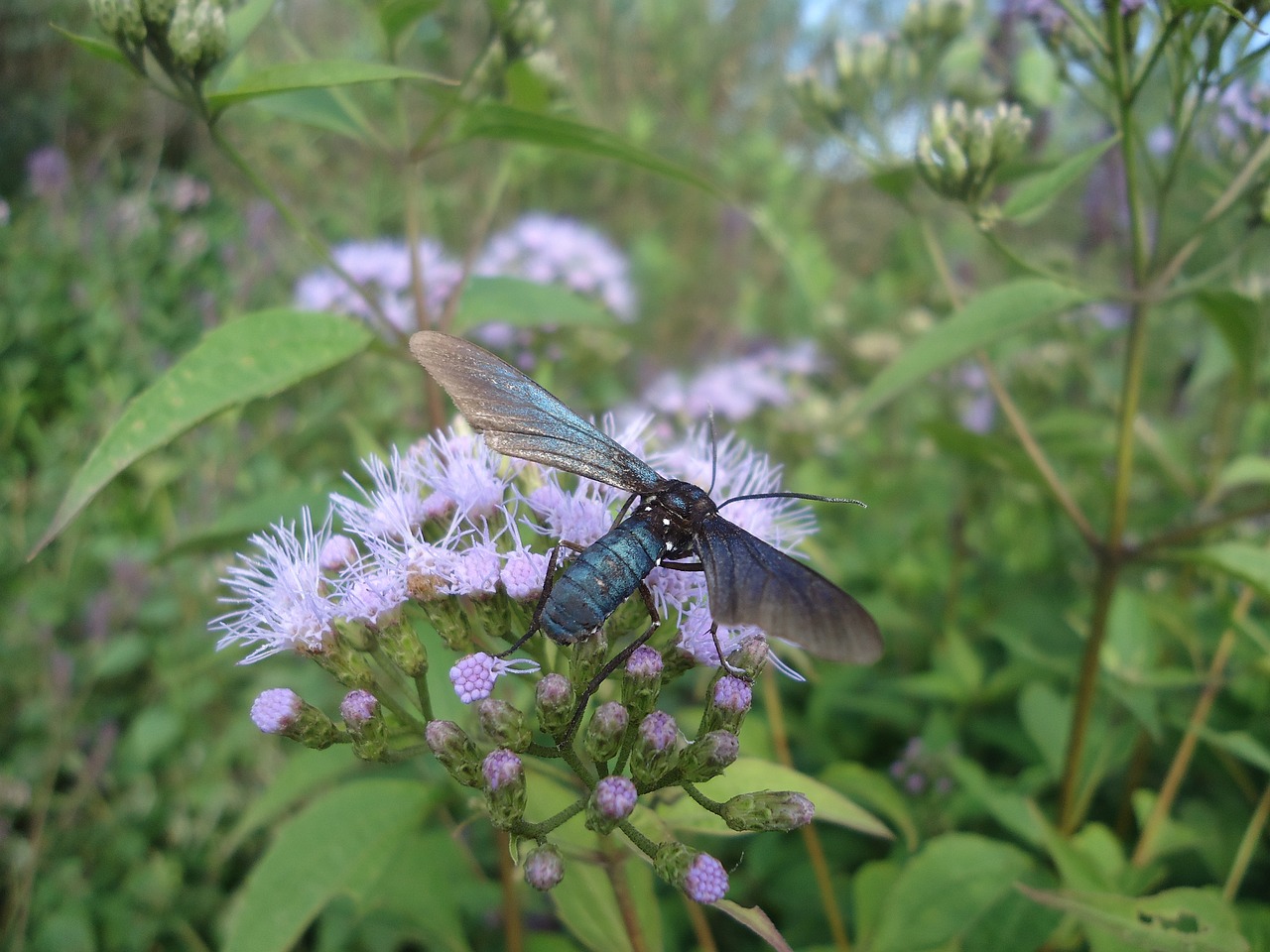 Image - insect wasp black sucking