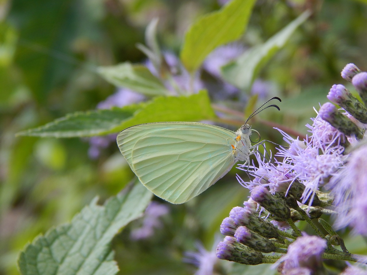 Image - butterfly of the col white sucking