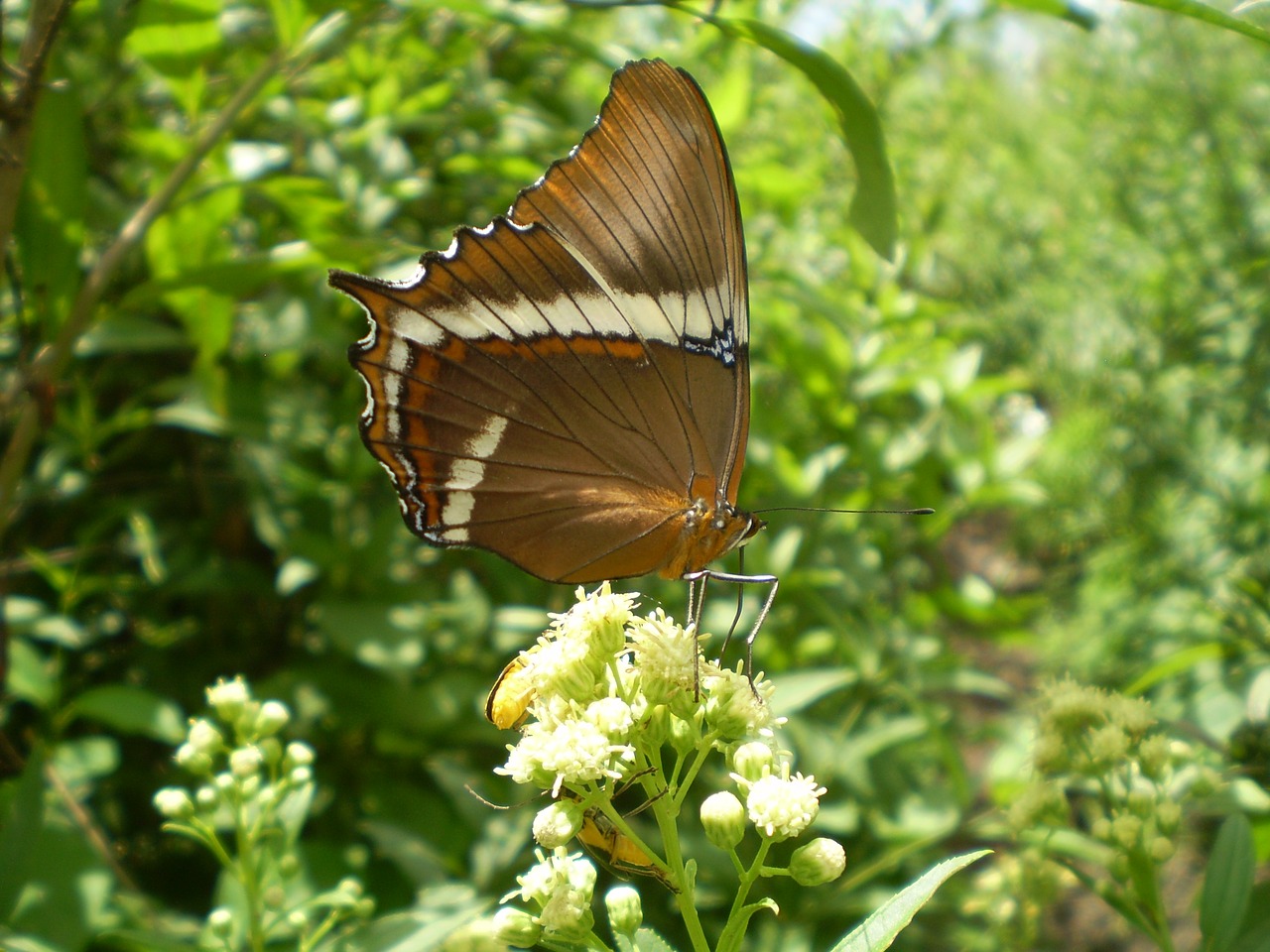 Image - butterfly large wings brown