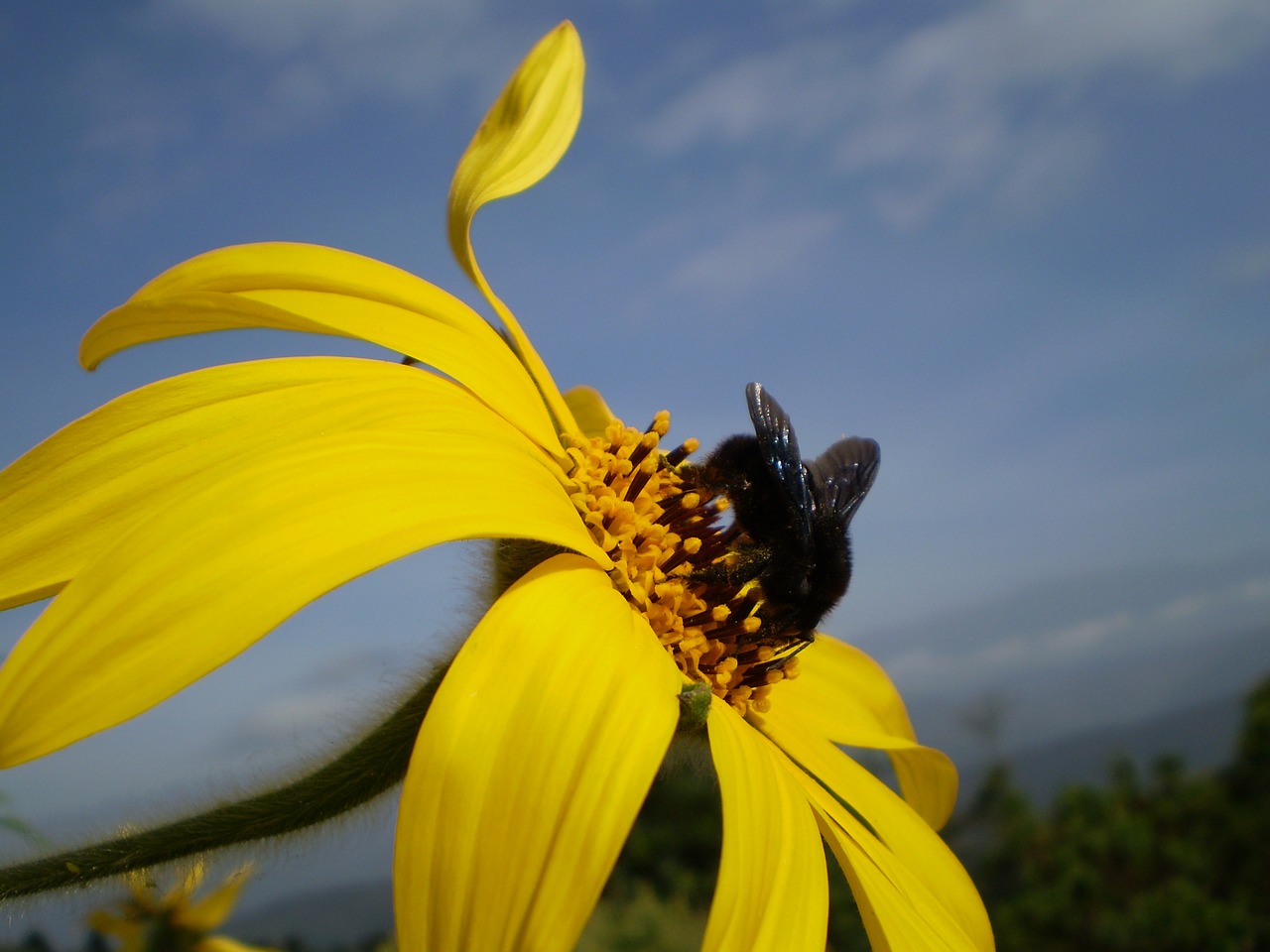 Image - flower yellow bumblebee black