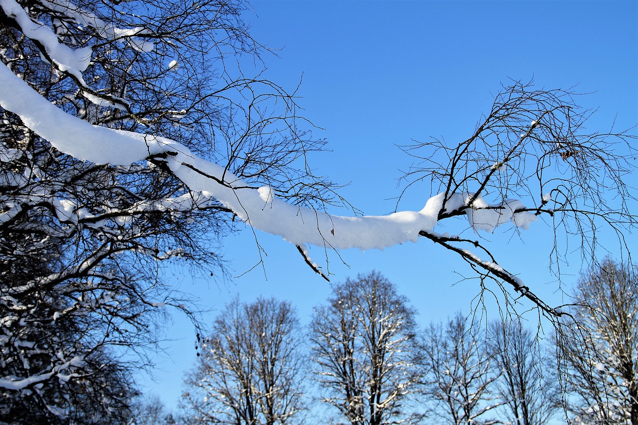 Image - winter snow trees aesthetic snowy