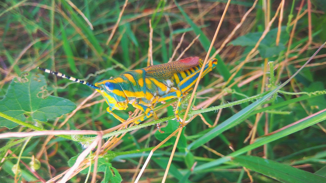 Image - grasshopper insect arthropoda grass