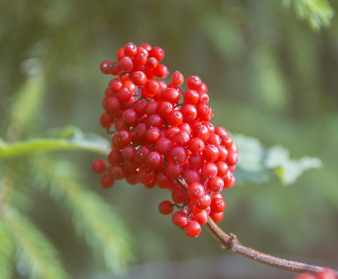 Image - berry sambucus red berries plant