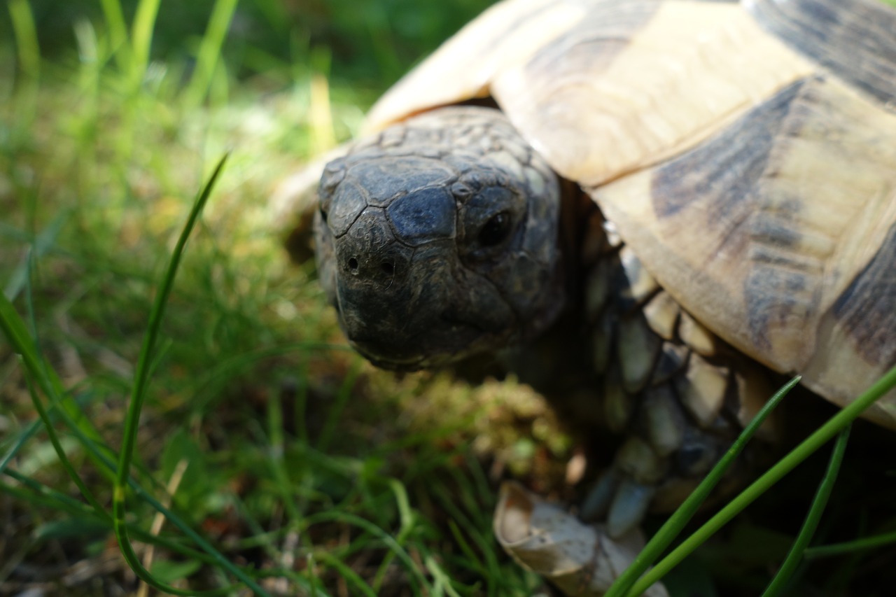 Image - turtle grass garden portrait