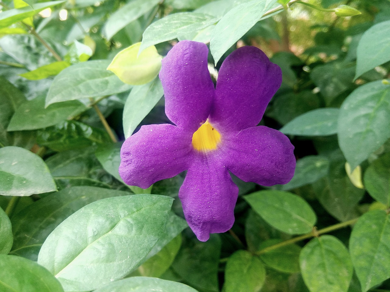 Image - flower purple blossom ggsipu