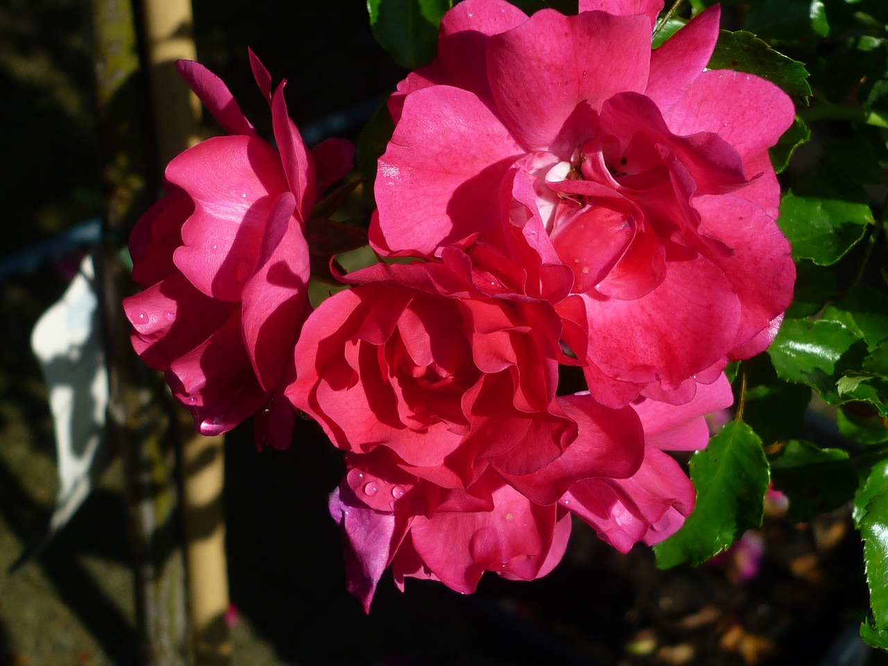 Image - rose flower red blossom bloom