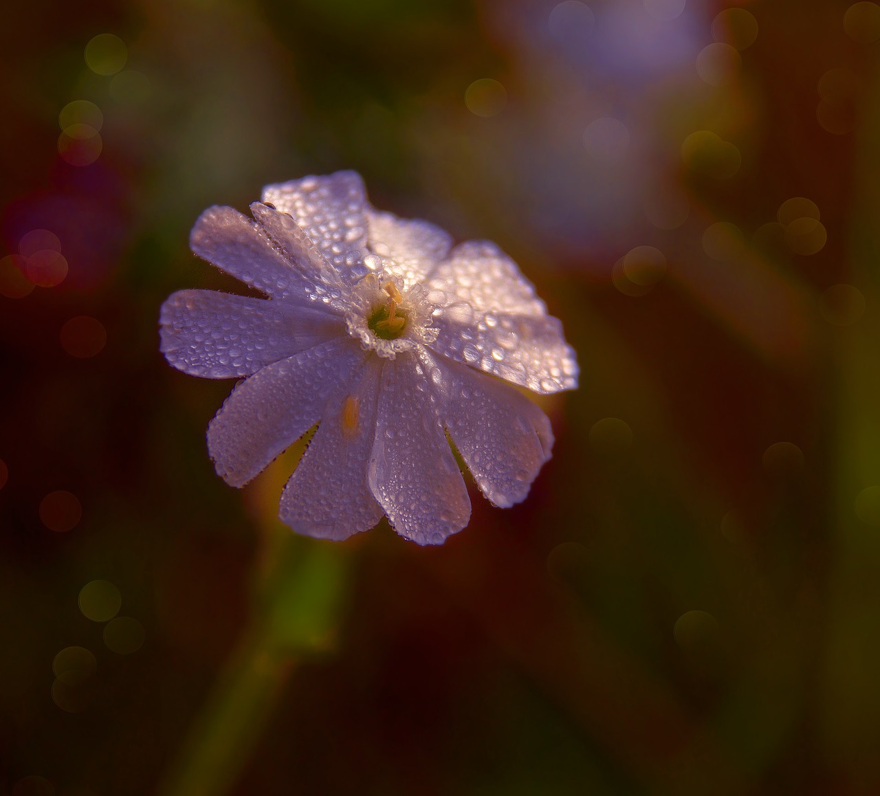 Image - flower rosa forest flowers summer
