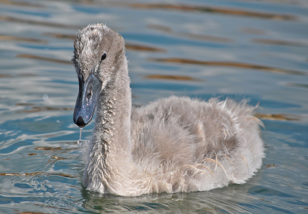 Image - swan animal water bird young lake