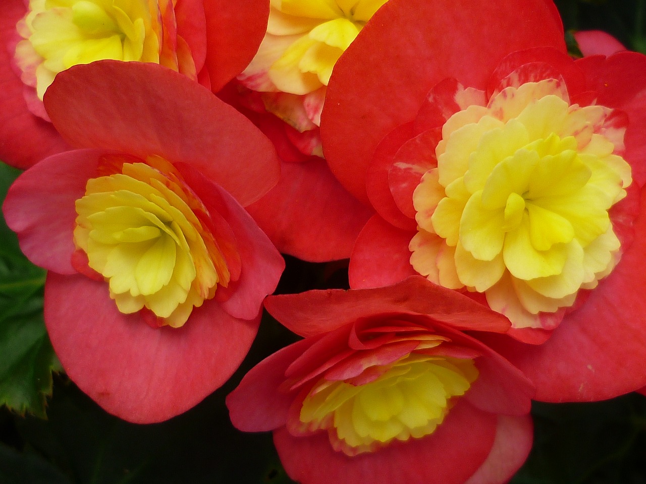 Image - begonia flower red yellow