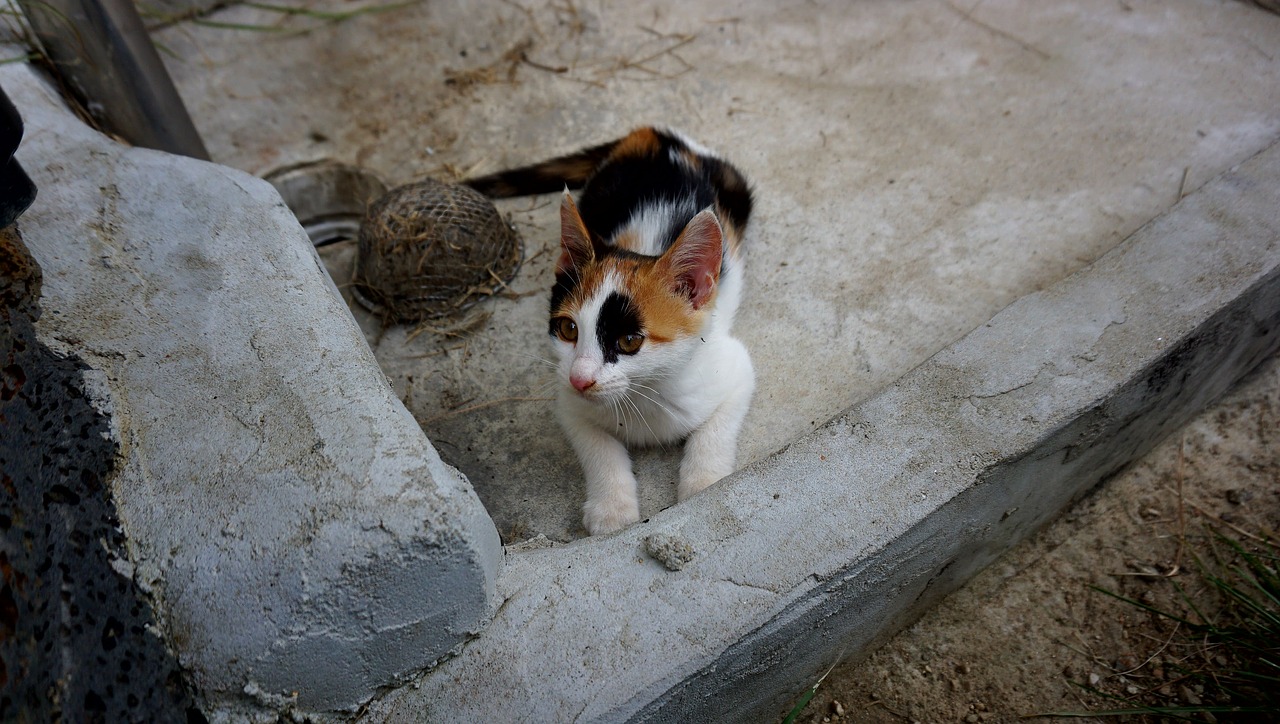 Image - pets cat cub