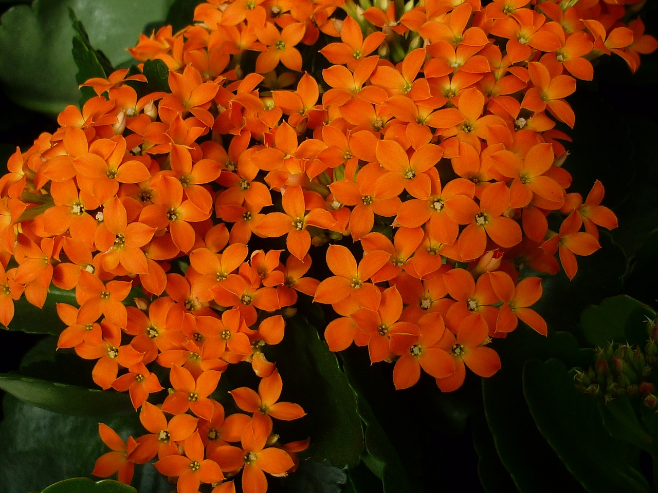 Image - stonecrop thick leaf plant flower