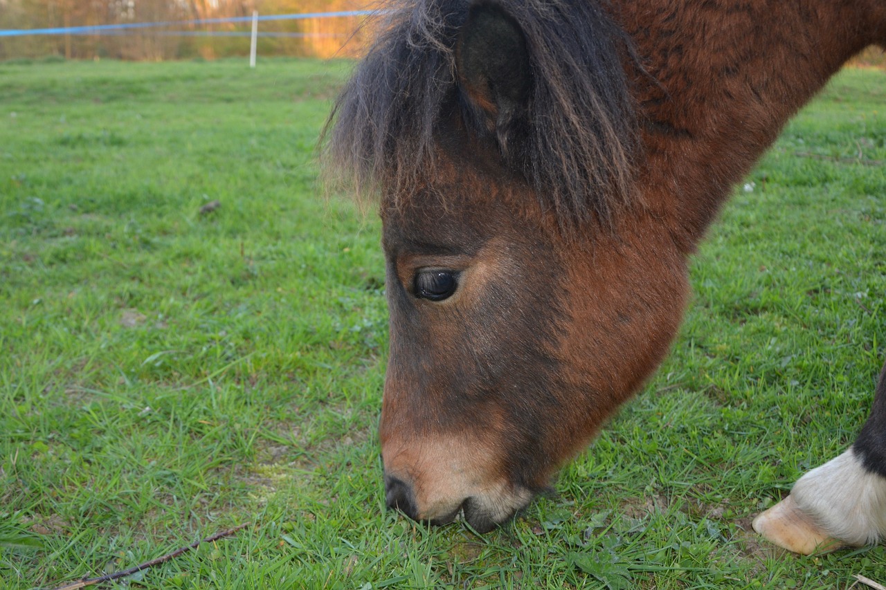 Image - pony shetland pony young pony