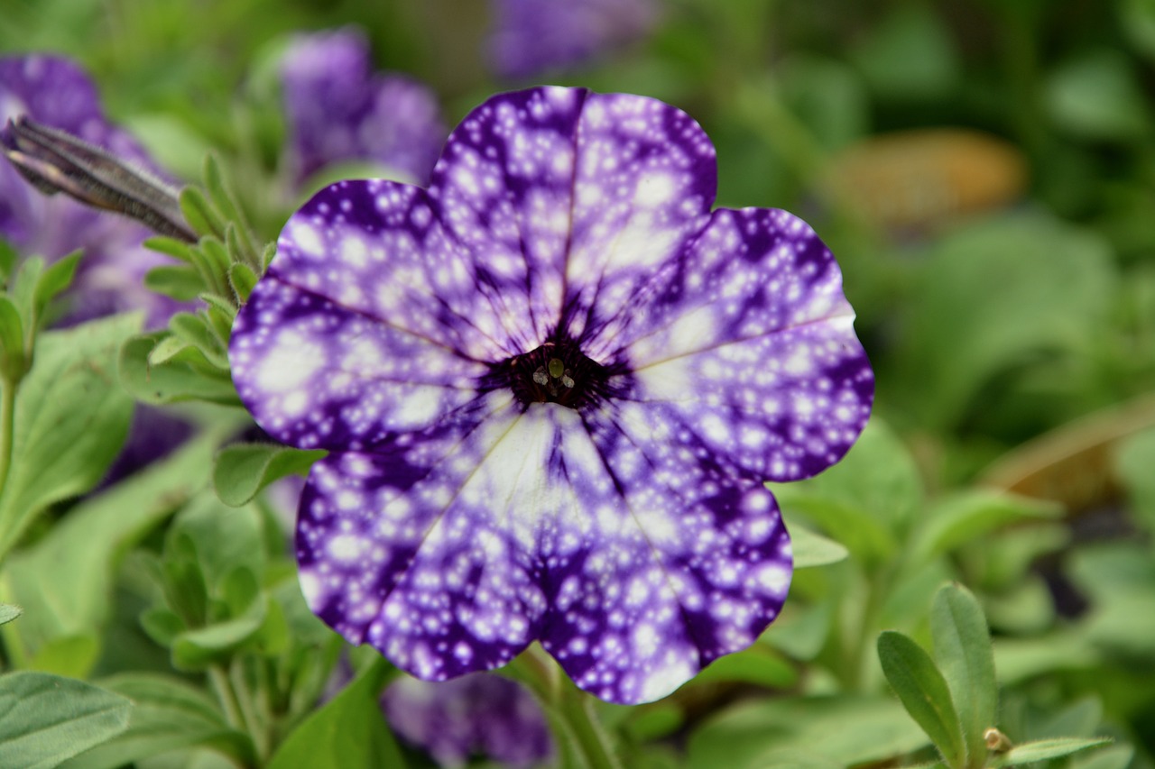 Image - flowers petunia nature plant