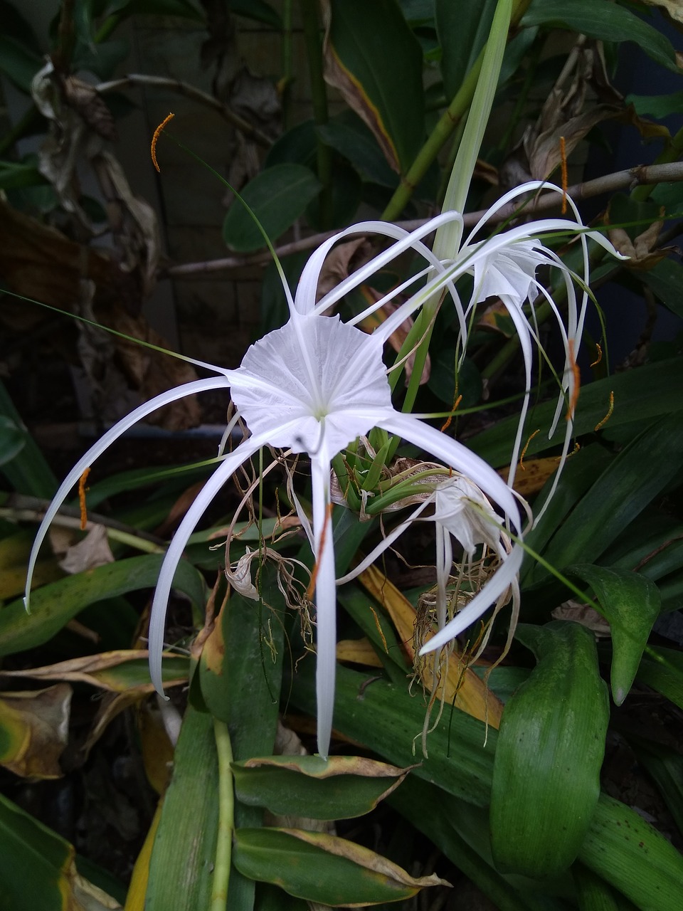 Image - white flower bakung