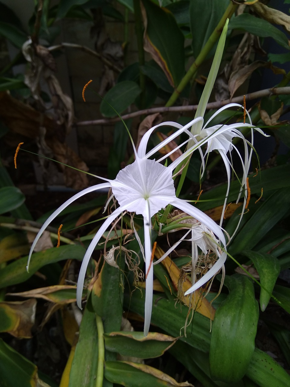 Image - white flower bakung plant bloom