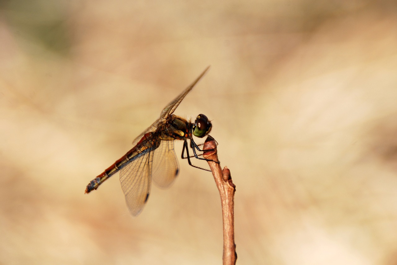 Image - dragonfly insect bug nature