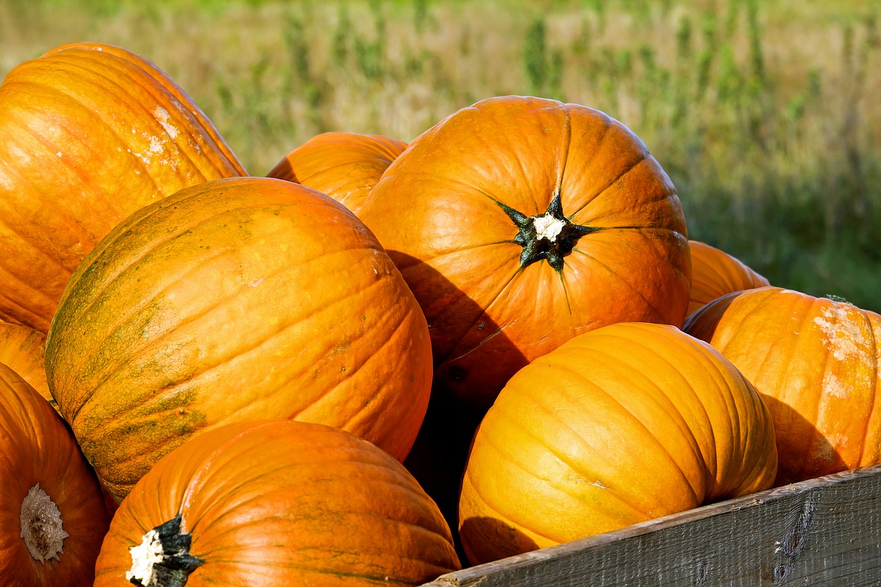 Image - pumpkin gourd orange yellow autumn