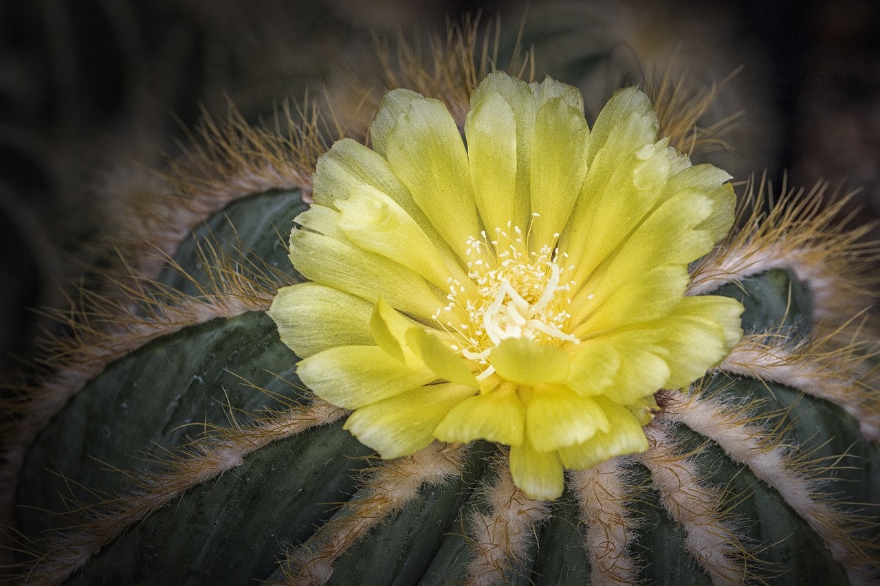 Image - flower cactus yellow nature