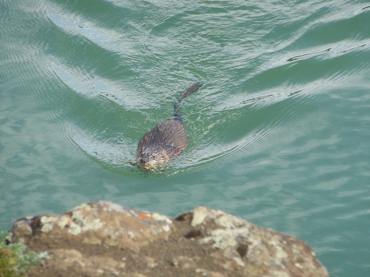 Image - otter canada yukon whitehorse