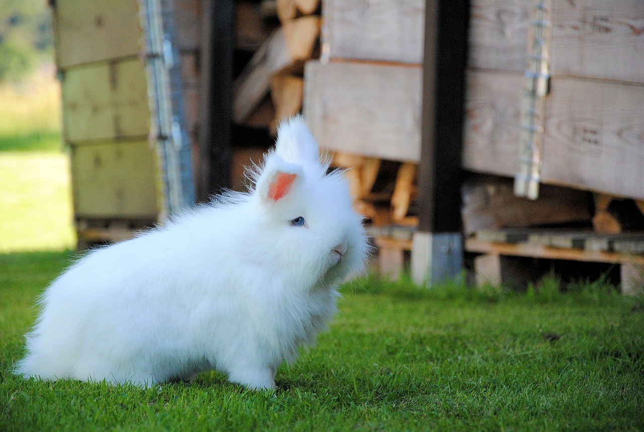 Image - hare animal nature white easter